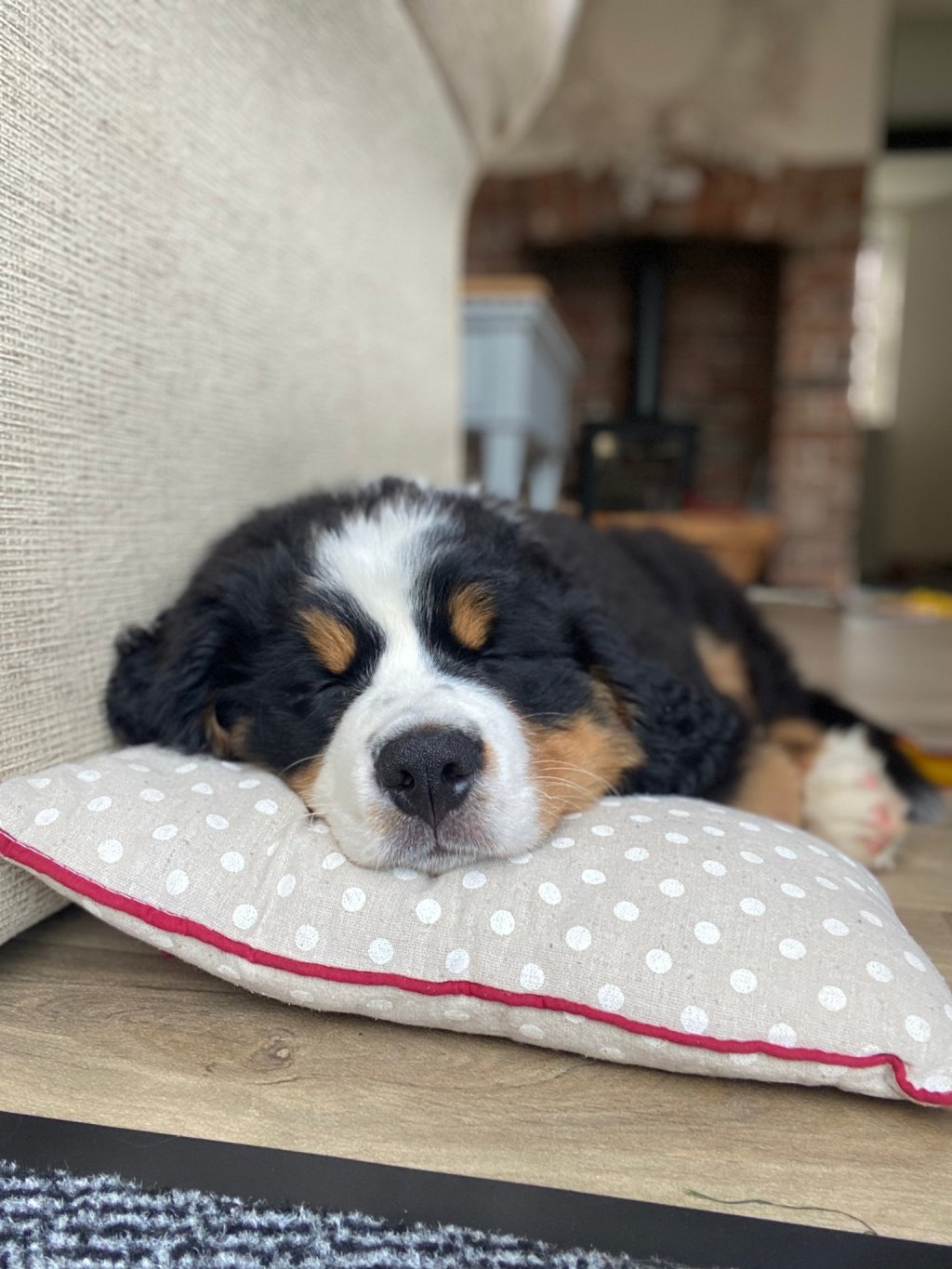 A Bernese Mountain Dog is asleep on a spotted pillow.