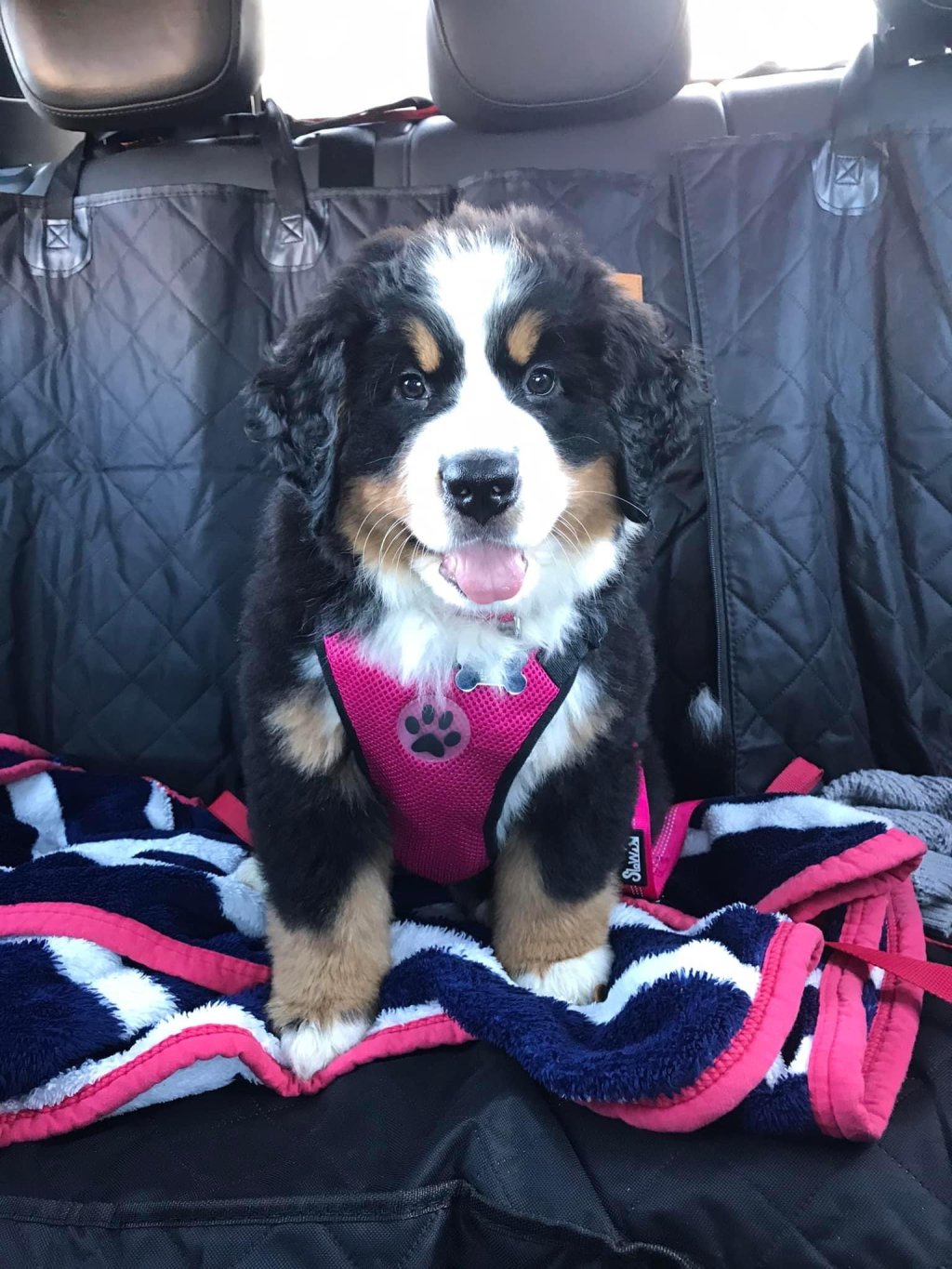 A Bernese Mountain Dog is sitting on the back seats of a car with a harness on.